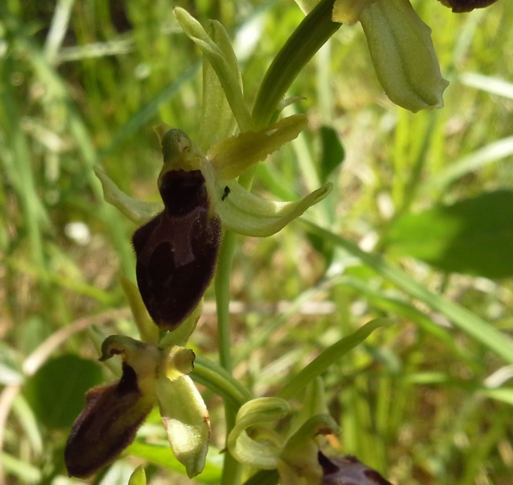 Ophrys da identificare